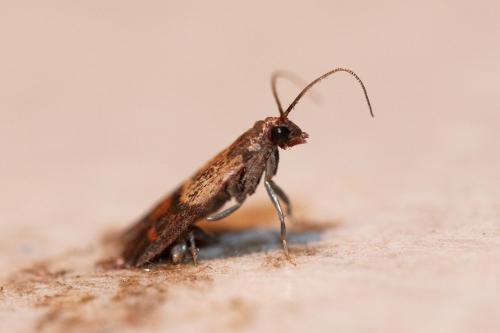 Réf. 333 414 : Plodia interpunctella