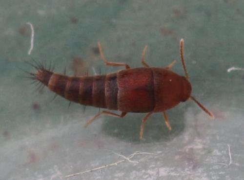 Sepedophilus sp.