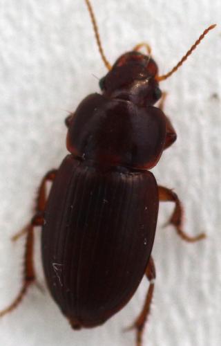 Réf. 333 510 : Harpalus pumilus