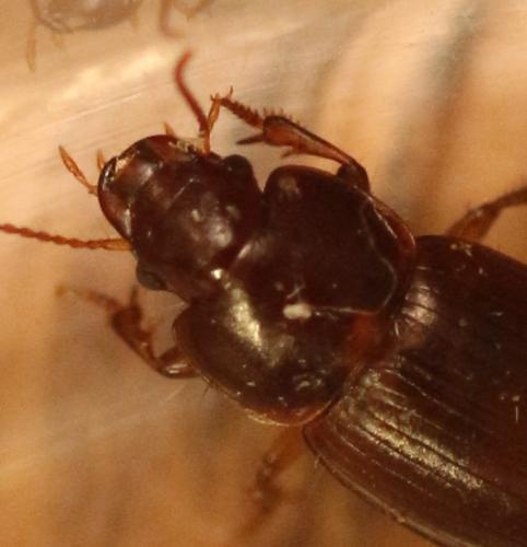 Harpalus pumilus