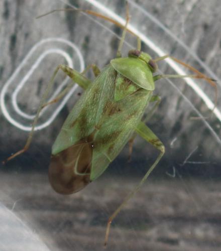Réf. 333 604 : Taylorilygus apicalis