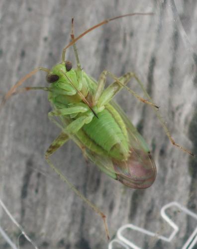 Réf. 333 605 : Taylorilygus apicalis