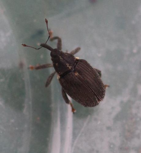Ceutorhynchus obstrictus