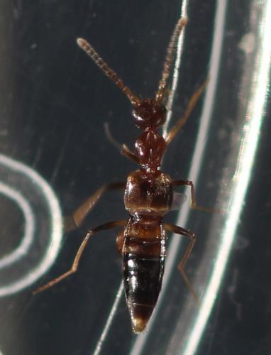 Réf. 333 945 : Myrmecocephalus concinnus