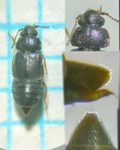 Réf. 333 898 : Megarthrus prosseni