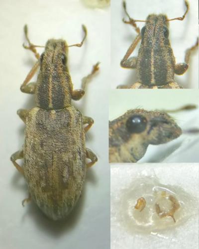 Sitona humeralis