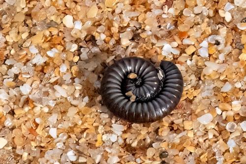 Réf. 333 494 : Ommatoiulus rutilans
