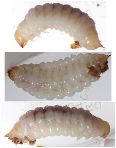Réf. 333 988 : Variimorda villosa