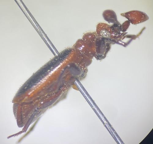 Paussinae