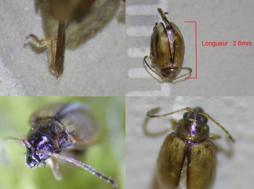 Réf. 333 194 : Longitarsus sp.