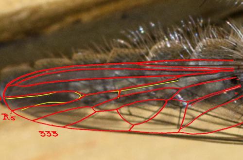 Machimus caliginosus