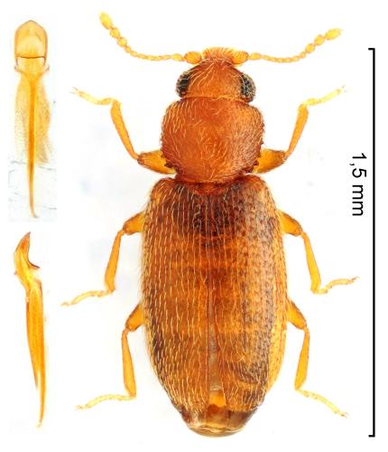 Réf. 333 634 : Corticaria elongata