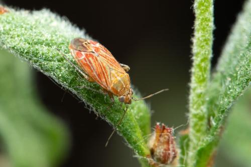 Pachyxyphus sp.