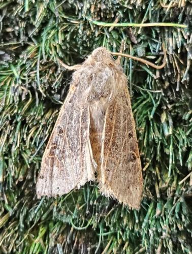 Réf. 333 058 : Agrochola lunosa