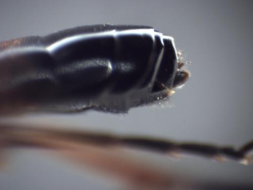 Réf. 333 300 : Ctenichneumon inspector