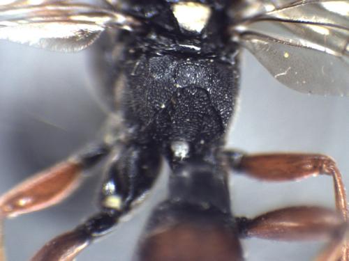 Réf. 333 301 : Ctenichneumon inspector