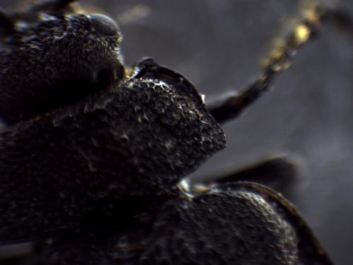 Galeruca pomonae