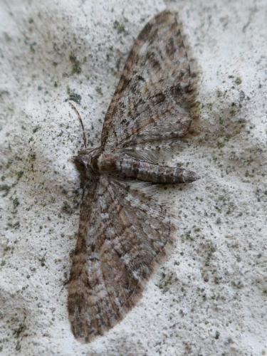 Réf. 333 019 : Eupithecia abbreviata