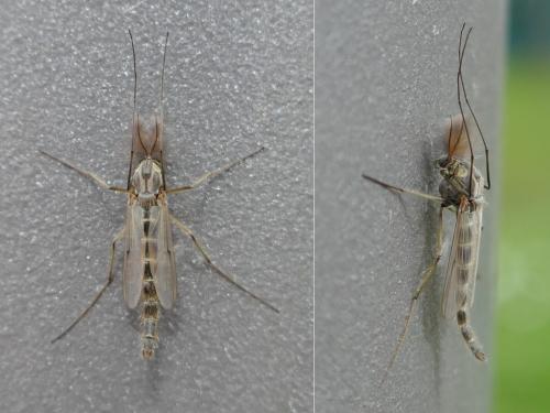Chironomus sp.