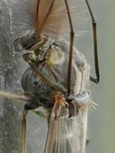 Chironomus sp.
