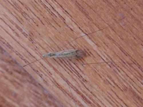 Dicranomyia chorea
