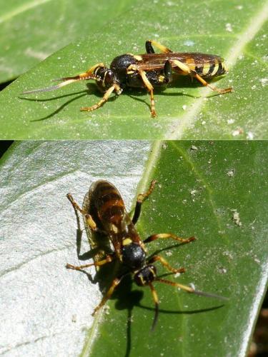 Réf. 333 065 : Ichneumon xanthorius