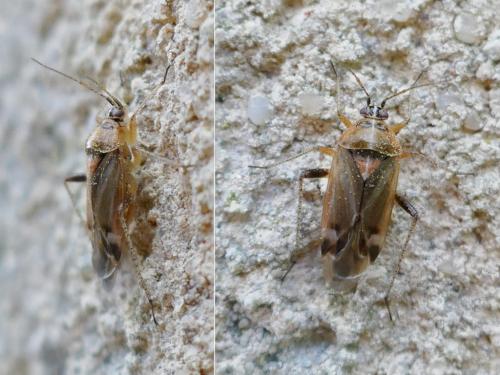 Réf. 333 157 : Harpocera thoracica