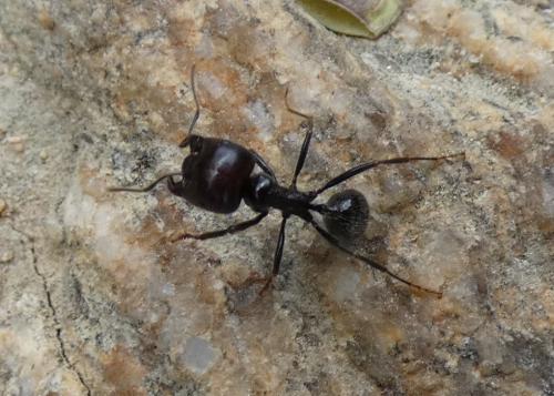 Réf. 333 977 : Messor barbarus