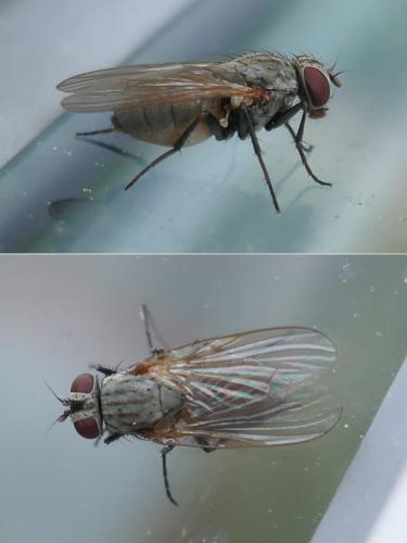 Réf. 333 003 : Fannia canicularis