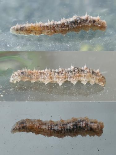 Réf. 333 006 : Eupeodes sp.