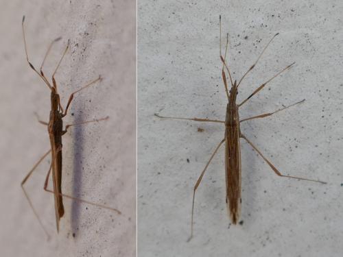 Berytinus sp.