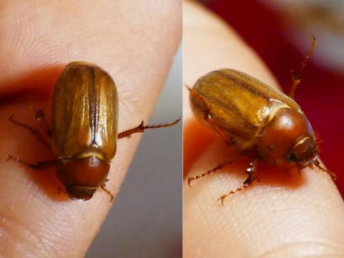 Amphimallon majale