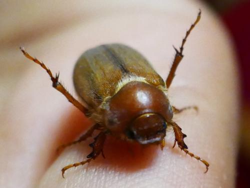 Amphimallon majale