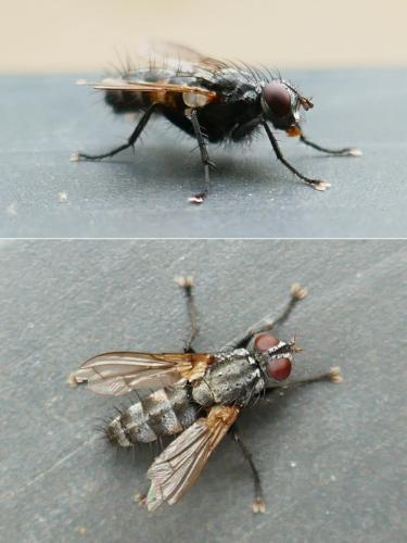 Stevenia sp.