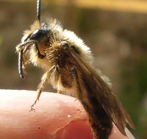Andrena sp.
