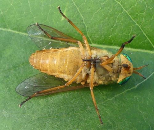 Réf. 333 628 : Silvius alpinus
