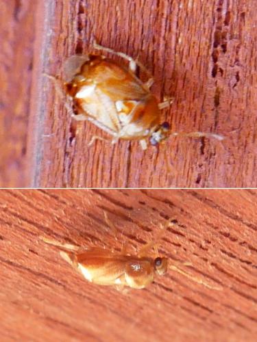 Réf. 333 161 : Deraeocoris lutescens