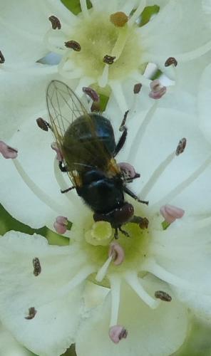 Psilota sp.