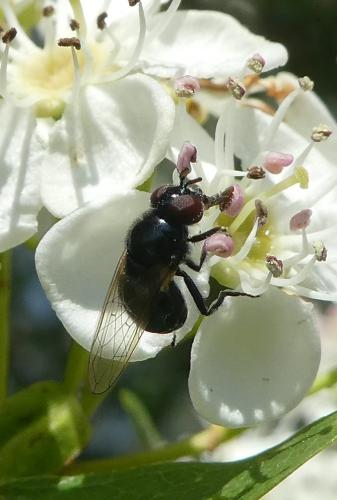 Psilota sp.