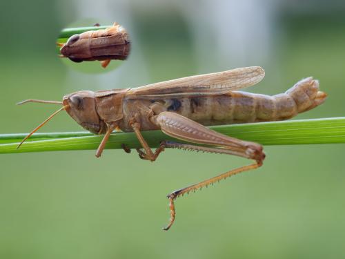 Chorthippus albomarginatus albomarginatus