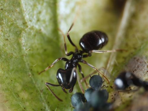 Lasius fuliginosus