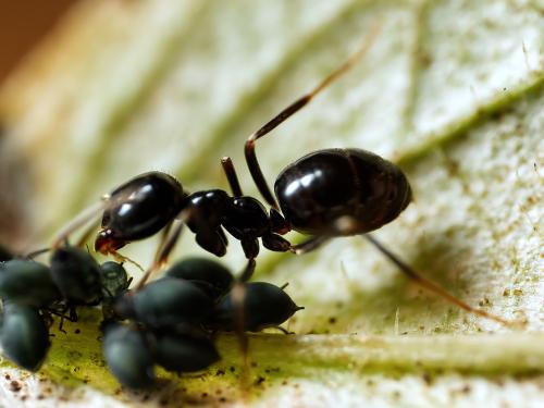 Lasius fuliginosus
