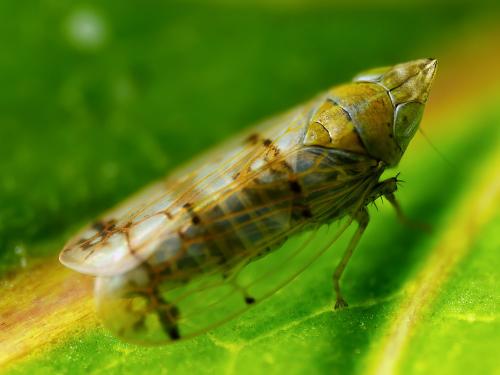 Japananus hyalinus