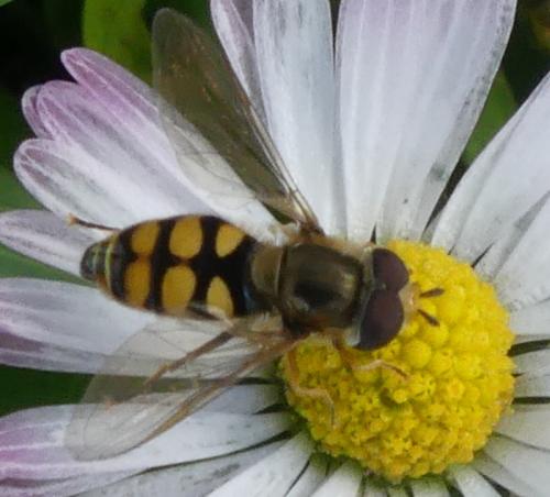 Réf. 333 128 : Eupeodes corollae