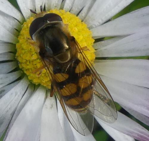 Eupeodes corollae