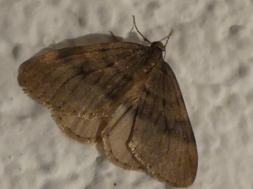 Réf. 333 976 : Operophtera sp.