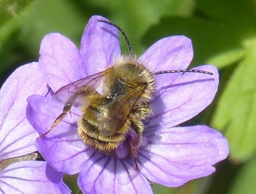 Réf. 333 198 : Osmia sp.