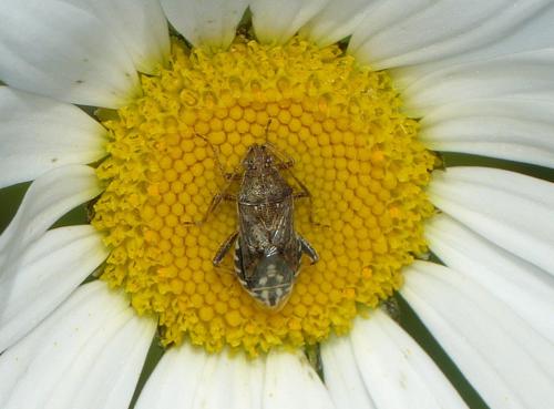 Réf. 333 770 : Stictopleurus punctatonervosus