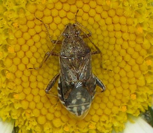 Réf. 333 760 : Stictopleurus punctatonervosus