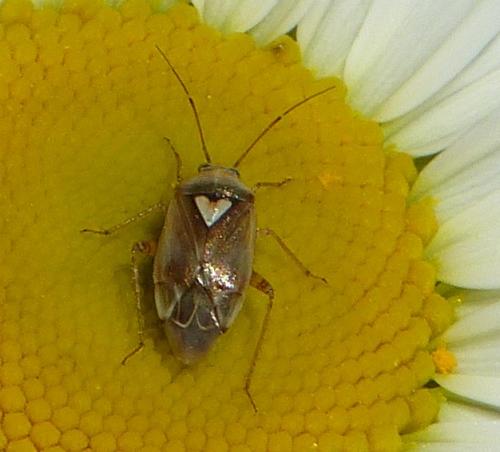 Lygus sp.